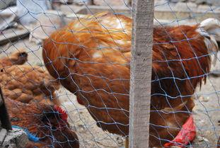 国产老鸡露脸视频,揭秘神秘幕后故事